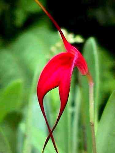 Masdevallia barlaeana